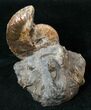 Discoscaphites Conradi Ammonite - SD #16984-1